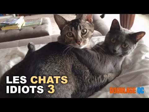 DoublageQc - Les chats idiots 3