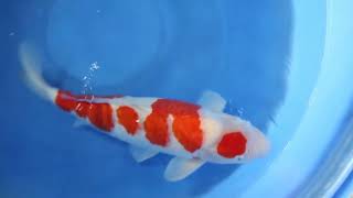 video van Maruten Kohaku KO-V23-1009