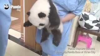 What is the happiest job in the world? A panda nanny!