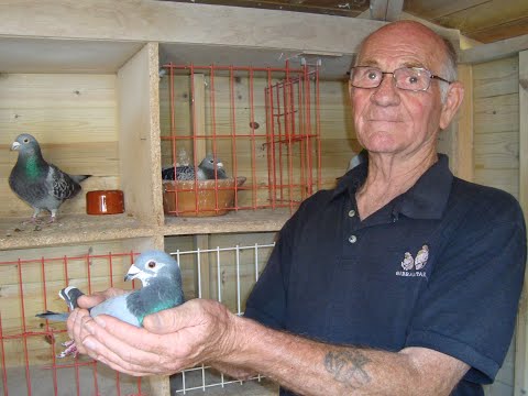 Video 321: Tom Williams of Orpington: Premier Pigeon Racer