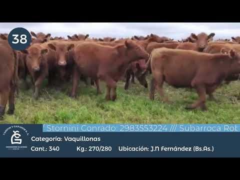 Lote Vaquillonas Inv - J N Fernández Bs AS