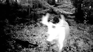 preview picture of video 'Deer Behavior Trail Camera August 2011'