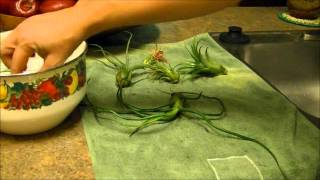 Air Plant Care