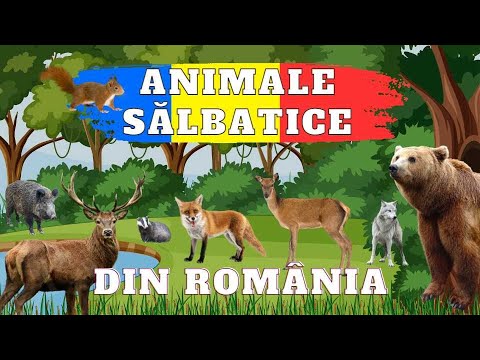 Animale Sălbatice din România - Ce animale sălbatice trăiesc în țara noastră?