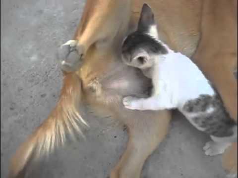 A mother dog feeds a baby cat with her milk - Une chienne allaite un chaton
