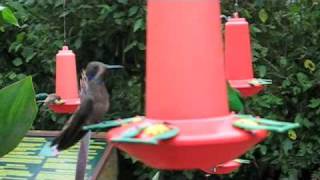 preview picture of video 'Humming Bird in La Paz Waterfall Park Costa Rica'