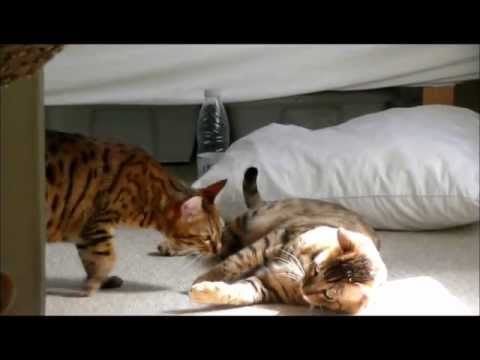 2 bengal cats fighting over a sunbeam