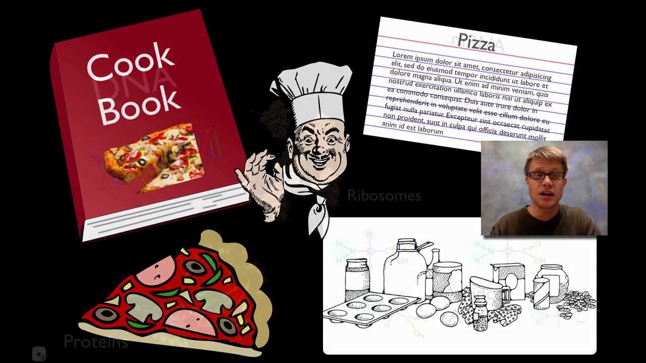 Transcription and Translation