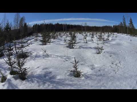 Metsolan Metsäkoulu 268 - Koivua kuusen päällä vai ei, sekametsien kasvatus