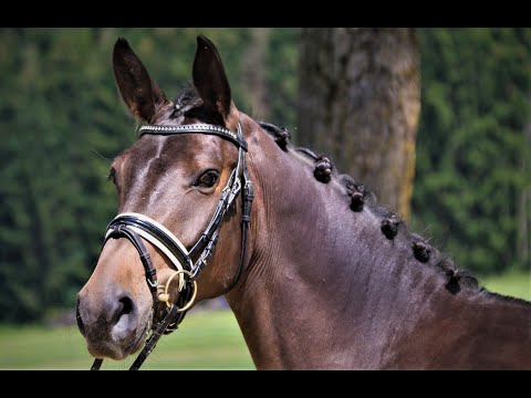 Cantura von Worrenberg, OS, geb. 2015, Canturo x Faveur, 166 cm