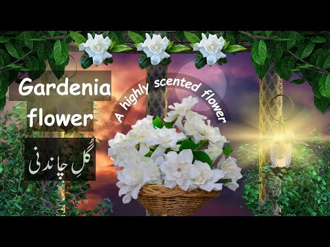 , title : 'How to grow gardenia flower | Brilliant House Plant'
