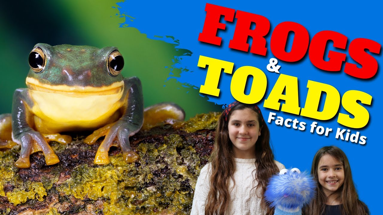 Learn All About Frogs and Toads | Facts for Kids