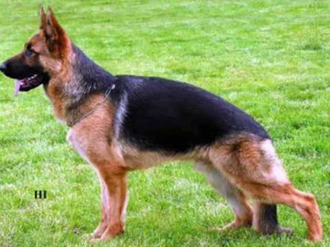 Janos von der  Noriswand - Progeny 2009 - By Eduardo Durán Haedo.