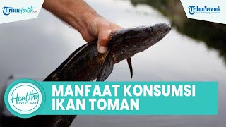 Khasiat Kandungan Albumin Ikan Toman Bagus untuk Kesehatan Tubuh, Salah satunya Sembuhkan Luka