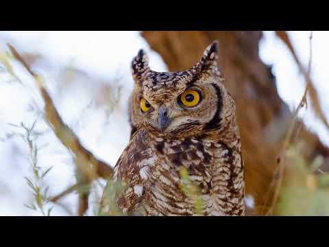 7 ## Wildlife in Mabuasehube, Botswana