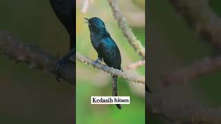 Download lagu kedasih hitam #kedasih #burungmerdu #burungkicaudialamliar #birds #burungsuaramerdu #kicaumania mp3 Download lagu kedasih hitam #kedasih #burungmerdu #burungkicaudialamliar #birds #burungsuaramerdu #kicaumania mp3