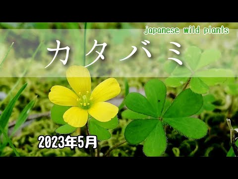 園芸 ニセ四つ葉のクローバー、カタバミ