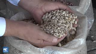 Feria del Frijol y la Agrobiodiversidad en Ciudad de México conmemora el Día Nacional del Frijol