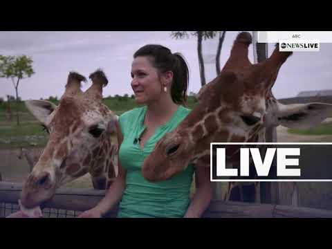 ABC News Live extended promo