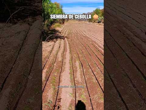 Temporada se siembra de cebolla en comunidad Kaspicancha, municipio Las Carreras, Chuquisaca 🇧🇴