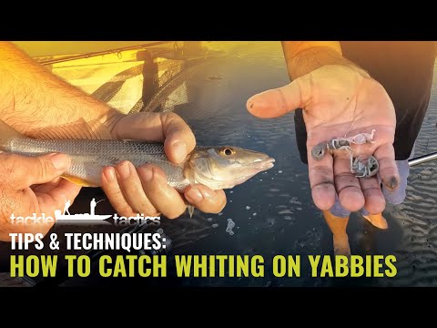 How to Catch Whiting on Bait - Pumping and Fishing Saltwater Yabbies