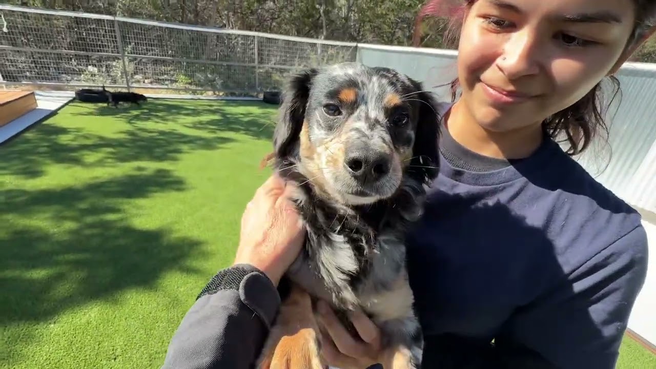 Edgar, a Adoptable mixed breed in Hondo, TX video 5/5
