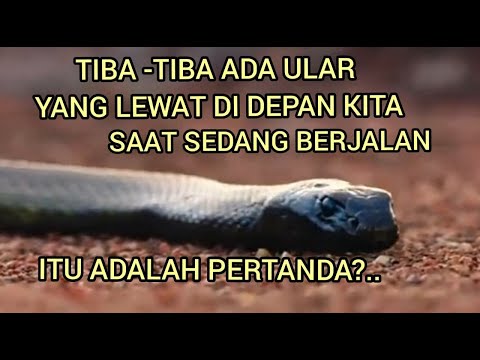 A snake passed in front of us. Is that a sign?