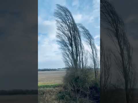 Storm Eunice - Beaufort scale 8-9 with branches coming off