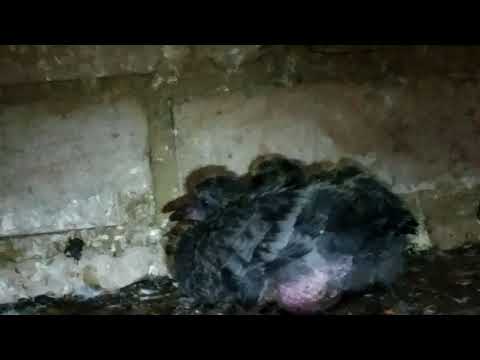 Осенние птенцы. Голуби отменили зиму!