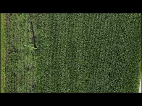 Drahtwurm im Mais bekämpfen