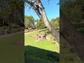 Disney Animal Kingdom Adventure Safari Disneyflorida Animalkingdom Lionking Zebra Rhino