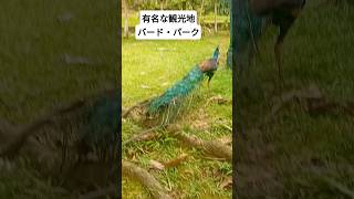 Bird Park, Kuala Lumpur. マレーシアのバード・パーク #shorts #malaysia #海外生活 #鳥