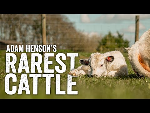 , title : 'Less Than 280 In The World... Britain's Rarest Cattle - Adam Henson'