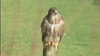 preview picture of video 'Close up of Bird of Prey pruning on a post - WWT Slimbridge'