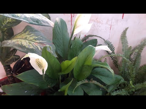 How to get flowers in peace lily