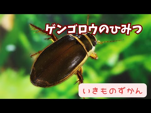 Hoplodactylus maculatusについて詳しく解説