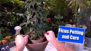 Growing Ficus