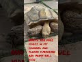 Singapore S Only Live Star Tortoise FULL TORTOISE TURTLE TOUR WHAT DO WE FIND 2022