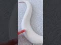 Super Russo Blue Eyed Leucistic Ball Python