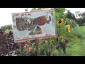 Codman farms Garden Part 1 of 3 "How Groundhogs ...