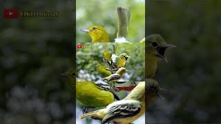 Download lagu Sirtu Ribut Terancam Paling Ampuh#birds #suarapikatampuh #pikat #sirtugacor mp3 Download lagu Sirtu Ribut Terancam Paling Ampuh#birds #suarapikatampuh #pikat #sirtugacor mp3
