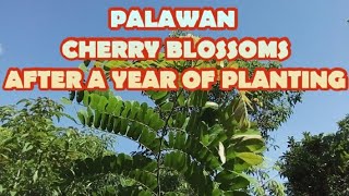 PALAWAN CHERRY BLOSSOMS AFTER A YEAR OF PLANTING | BALAYONG TREE