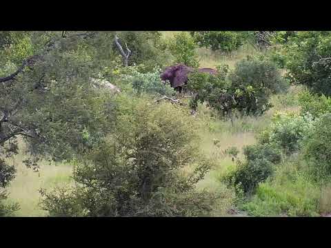 Djuma: Elephants in distance on Mvubu Road - 07:49 - 01/31/21