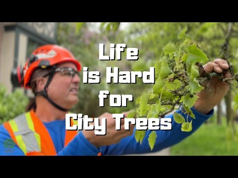 7 Things You Didn't Know About City Trees