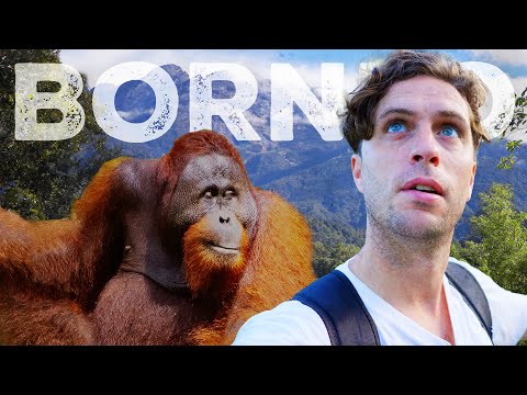 BORNEO 🇲🇾 2 Weeks in Sabah | Sepilok, Turtle Island, Kinabatangan, Mt Kinabalu