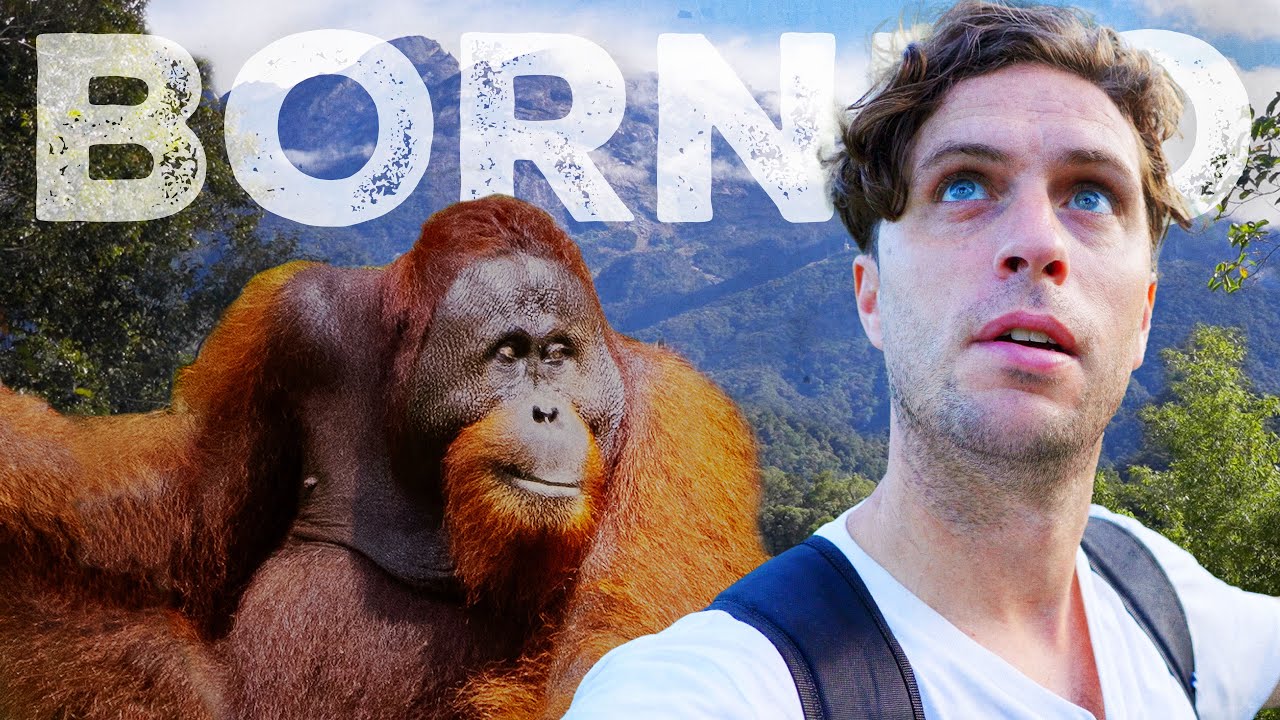 BORNEO 🇲🇾 2 Weeks in Sabah | Sepilok, Turtle Island, Kinabatangan, Mt Kinabalu