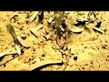Chatrak Mushroom 2011 Kolkata Bengali B Grade MOVIE
