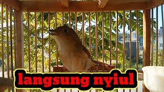 Download lagu Flamboyan langsung nyiul nyuling mp3 Download lagu Flamboyan langsung nyiul nyuling mp3