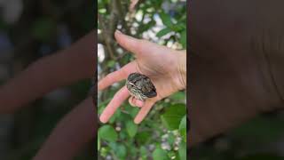 Baby Bird🐣 (Yes he’s ok) #kidftb #automobile #1k #funny #memes #babytruck #bubblecars #dj