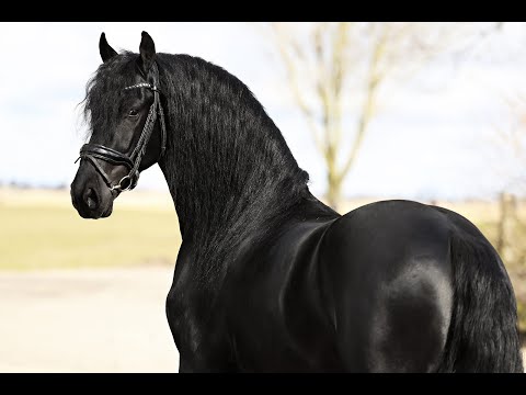 Stal Okkema's Saeke - Ulbe x Sipke - Gelding - 2021 - 1.60m